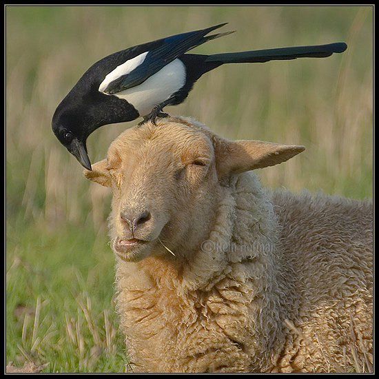 Do ewe like my new hat?
