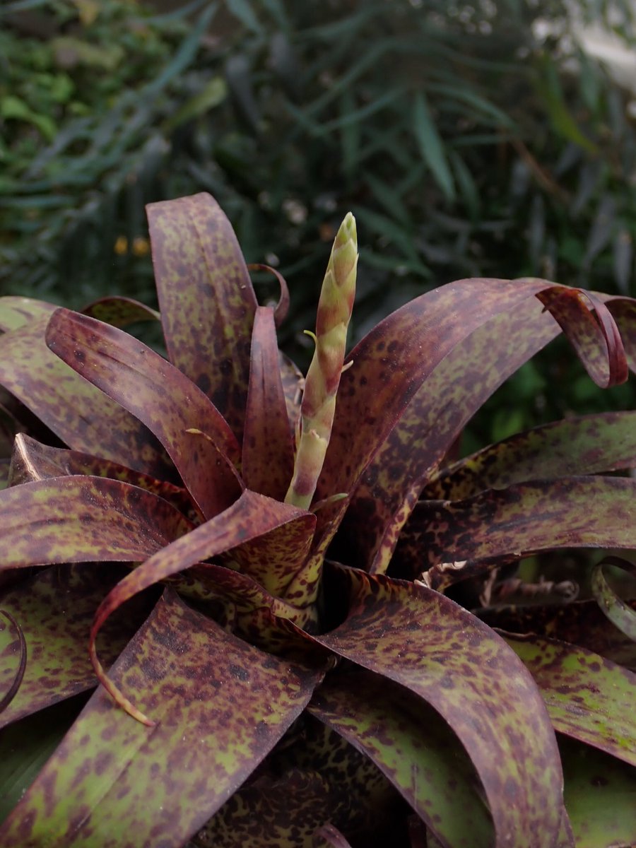 バイ穴 (@bahi_fp) on Twitter photo 