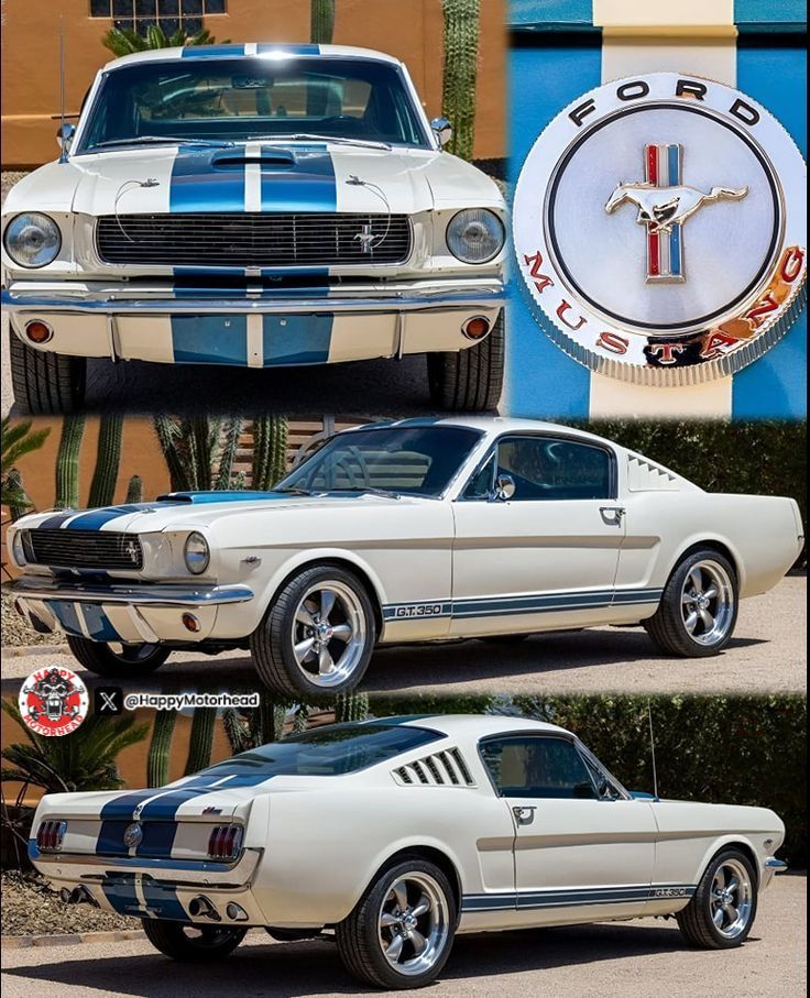 ♦️🔸️💎🔸️♦️🔹️💎🔹️♦️🔸️💎🔸️♦️

🔸️ Would or Wouldn't ❓️ 🤔

1966 Shelby Ford Mustang GT350