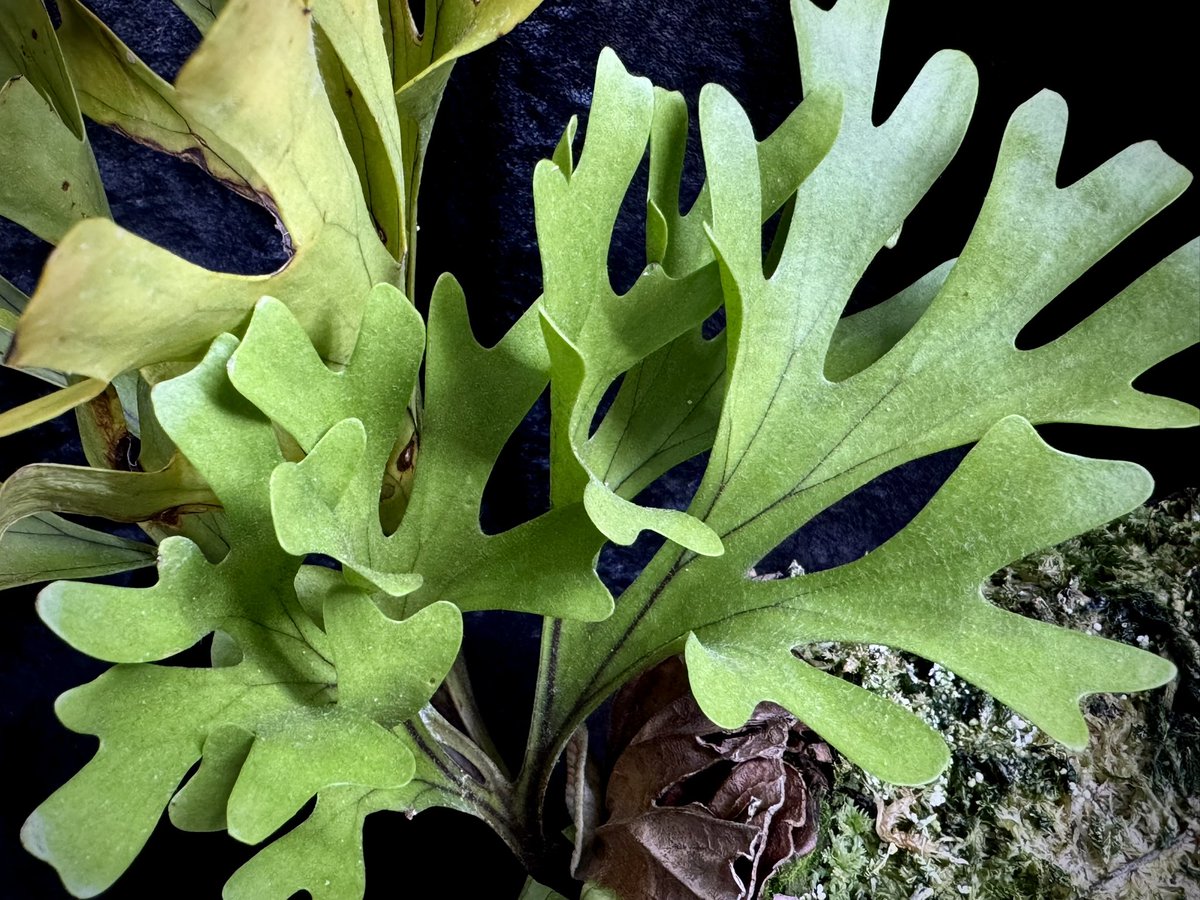 本日の朝草。ファイルNo.933 Platycerium ridleyi “ Wild ” from