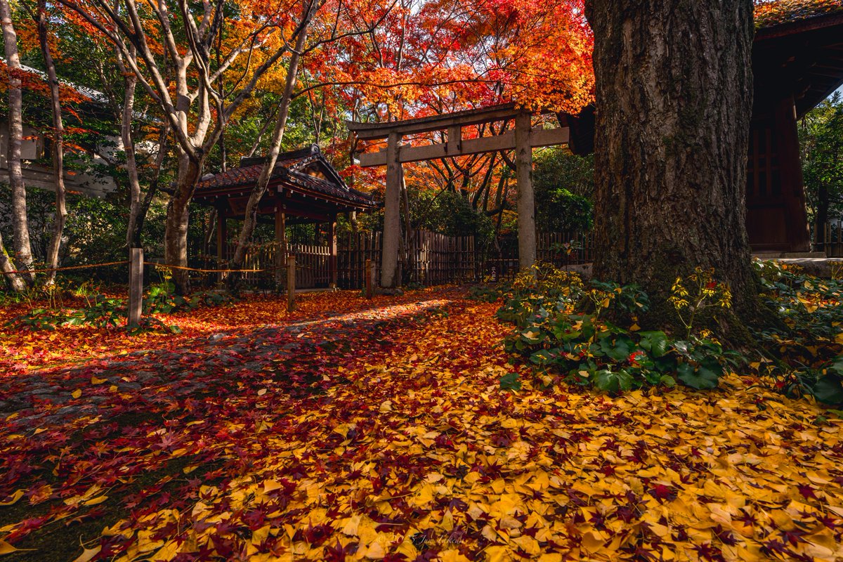 man_tac's tweet image. 京都洛北蓮華寺さんの紅葉🍁🍂🤗
2025.11.26撮影

#京都よきかな 
Leica SL2-S x SIGMA 16-28mm F2.8 DG DN | Contemporary
