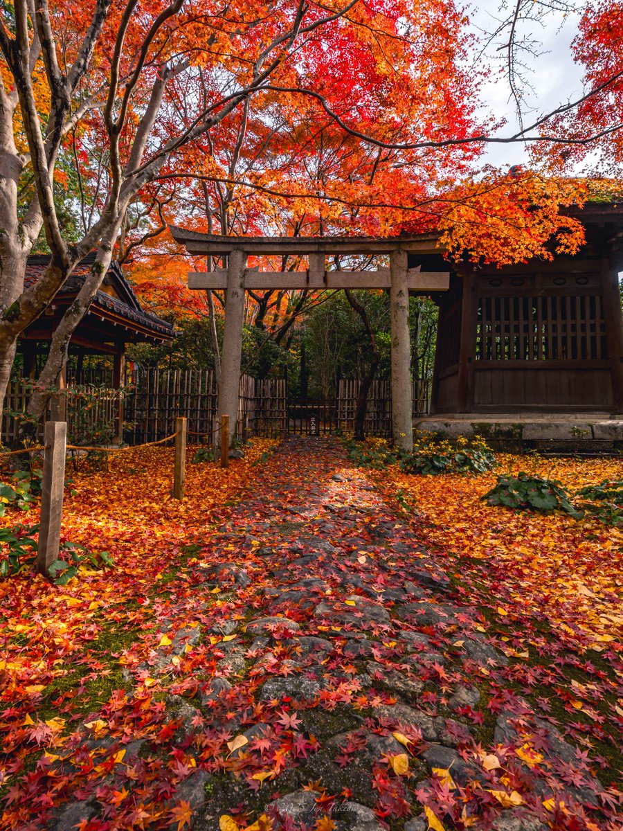 man_tac's tweet image. 京都洛北蓮華寺さんの紅葉🍁🍂🤗
2025.11.26撮影

#京都よきかな 
Leica SL2-S x SIGMA 16-28mm F2.8 DG DN | Contemporary