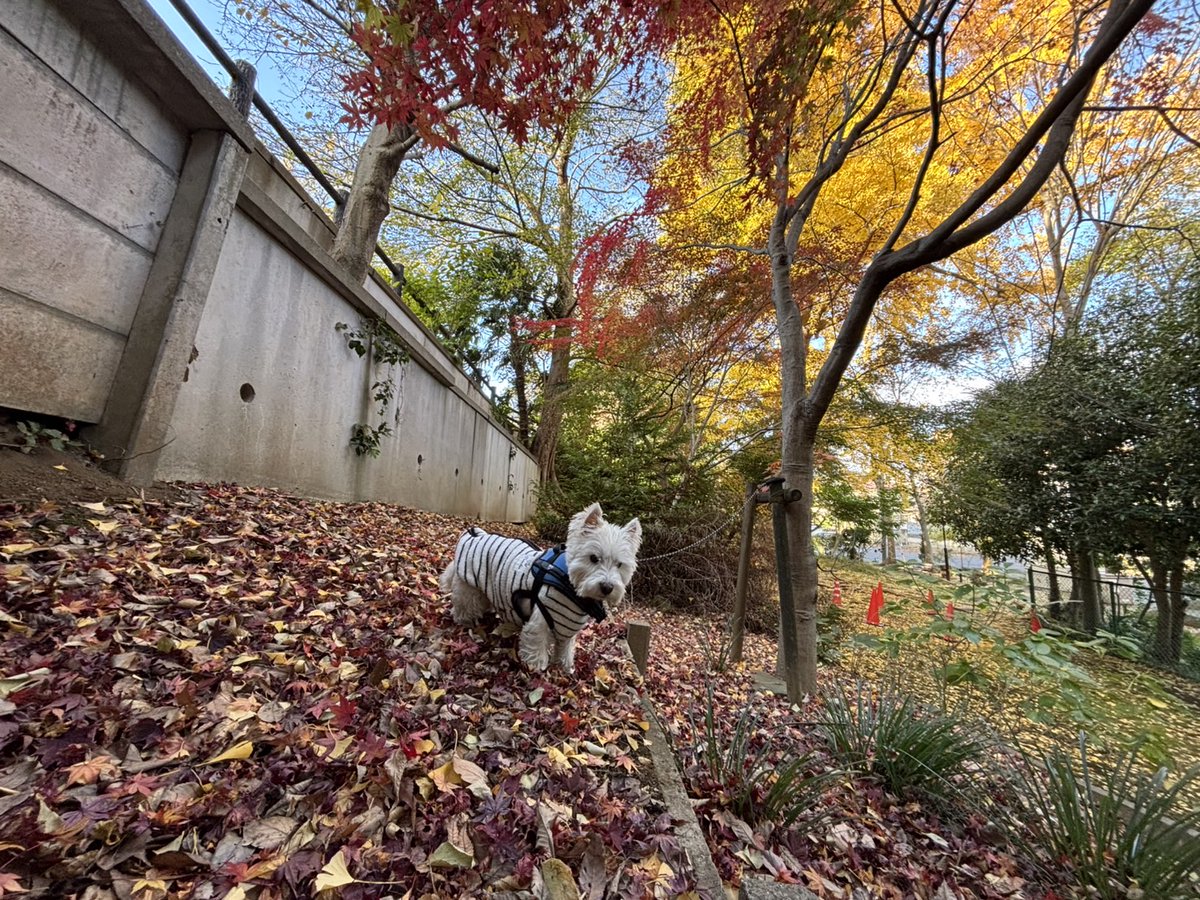 nykcyan's tweet photo. 2025年11月29日、紅葉の見ごろ少し寒い朝の散歩です。 https://t.co/SnqxWoQr1i