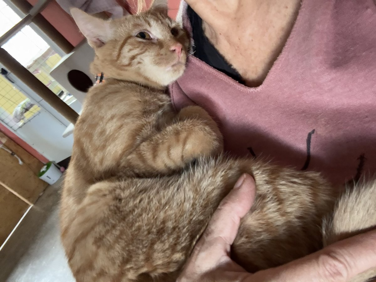 RappCatsAdopt's tweet image. Eenie wants a bedtime story tonight, who could possibly say no to that face?!
Certainly not us!
#toocute #adorable #Baby #storytime #bedtime #Virginia