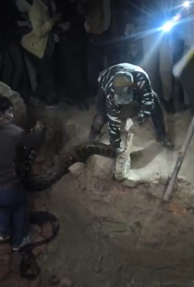 news21national's tweet image. #Basti : गांव के मार्ग पर देर शाम दिखा विशालकाय अजगर मचा हड़कंप

#Basti #PythonRescue #ForestDepartment #WildlifeRescue #BreakingNews #latestnews #News21National