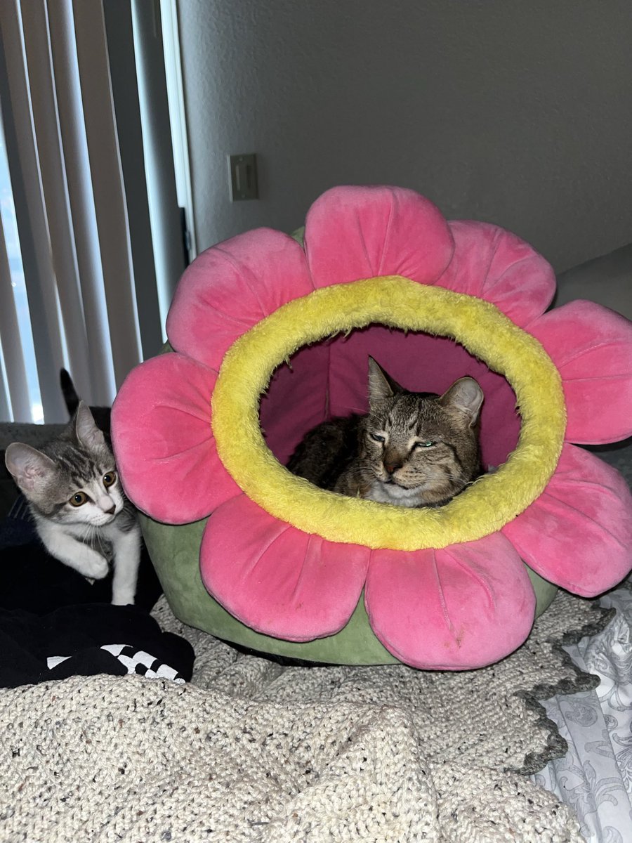 OtterPopCat's tweet photo. there's an little guy trine get into my Flower https://t.co/pL7m7DW4XD