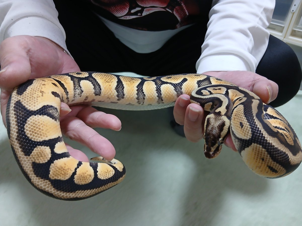 mata1177's tweet image. お店開いてます(*^^*)
興味がある方は気軽に遊びに来て下さい
(⌒‐⌒)
#バナナの家
#ボールパイソン
#ballpython 
#爬虫類