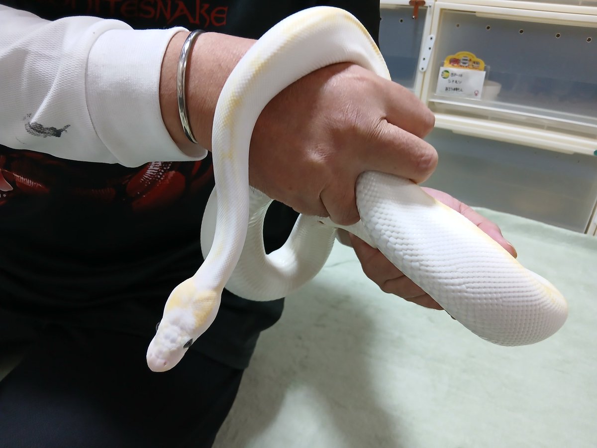 mata1177's tweet image. お店開いてます(*^^*)
興味がある方は気軽に遊びに来て下さい
(⌒‐⌒)
#バナナの家
#ボールパイソン
#ballpython 
#爬虫類