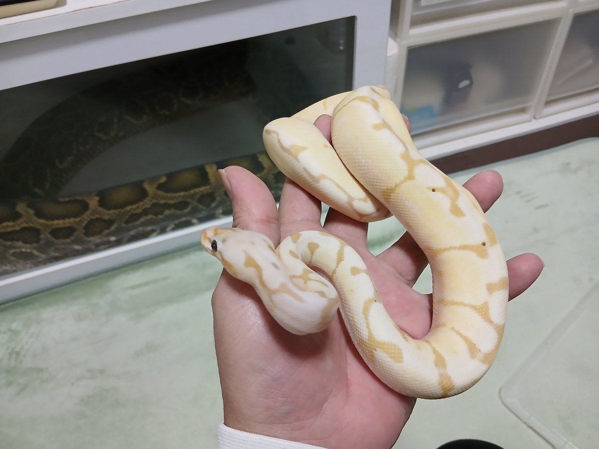 mata1177's tweet image. お店開いてます(*^^*)
興味がある方は気軽に遊びに来て下さい
(⌒‐⌒)
#バナナの家
#ボールパイソン
#ballpython 
#爬虫類