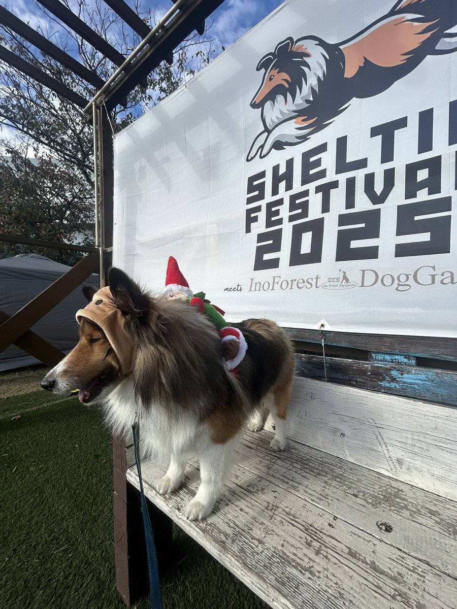 #シェルティフェス2025イーノの森