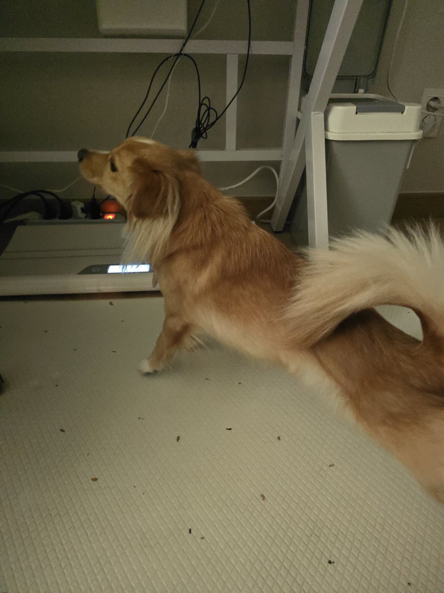 한가운데 누워갖고 쿨쿨 자는 바람에 이불 못덮은 부분 추워서 일어남🥶
체중재러 내려오라니까 기지개만 한참 키기