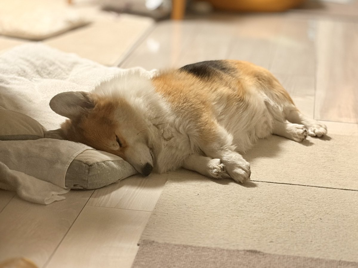 寝方がかわいすぎて愛おしい
#コーギー