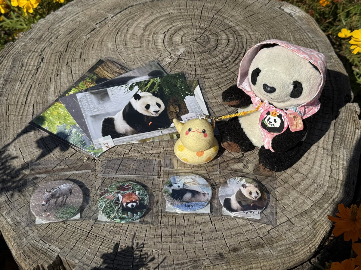 tonipanda2's tweet photo. ズークルさんで11がつの🐼おじょーさまばっぢげっとだお♪
ブンタくんのばっぢもかってもらったお!ガイアさんは小型ンタンのおうちにいってあげるってかたりかけてきたお♪
とにはまたぽすとかーどかってたおー
#小型ンタン #にょろぞう
#王子動物園 #ズークル #ZOOQLE https://t.co/ZEDjqEnJNe
