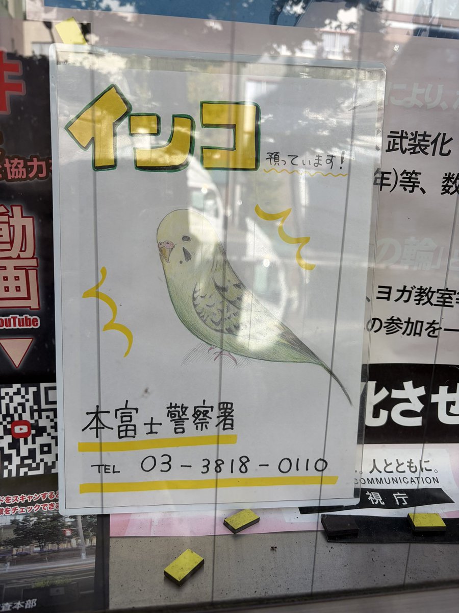 インコさんお探しの方！！！！！！