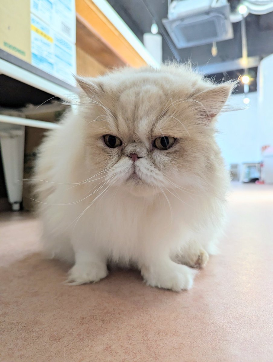 猫カフェ 猫鈴～NYAN BELL～ (@neko_NYANBELL) / Posts / X