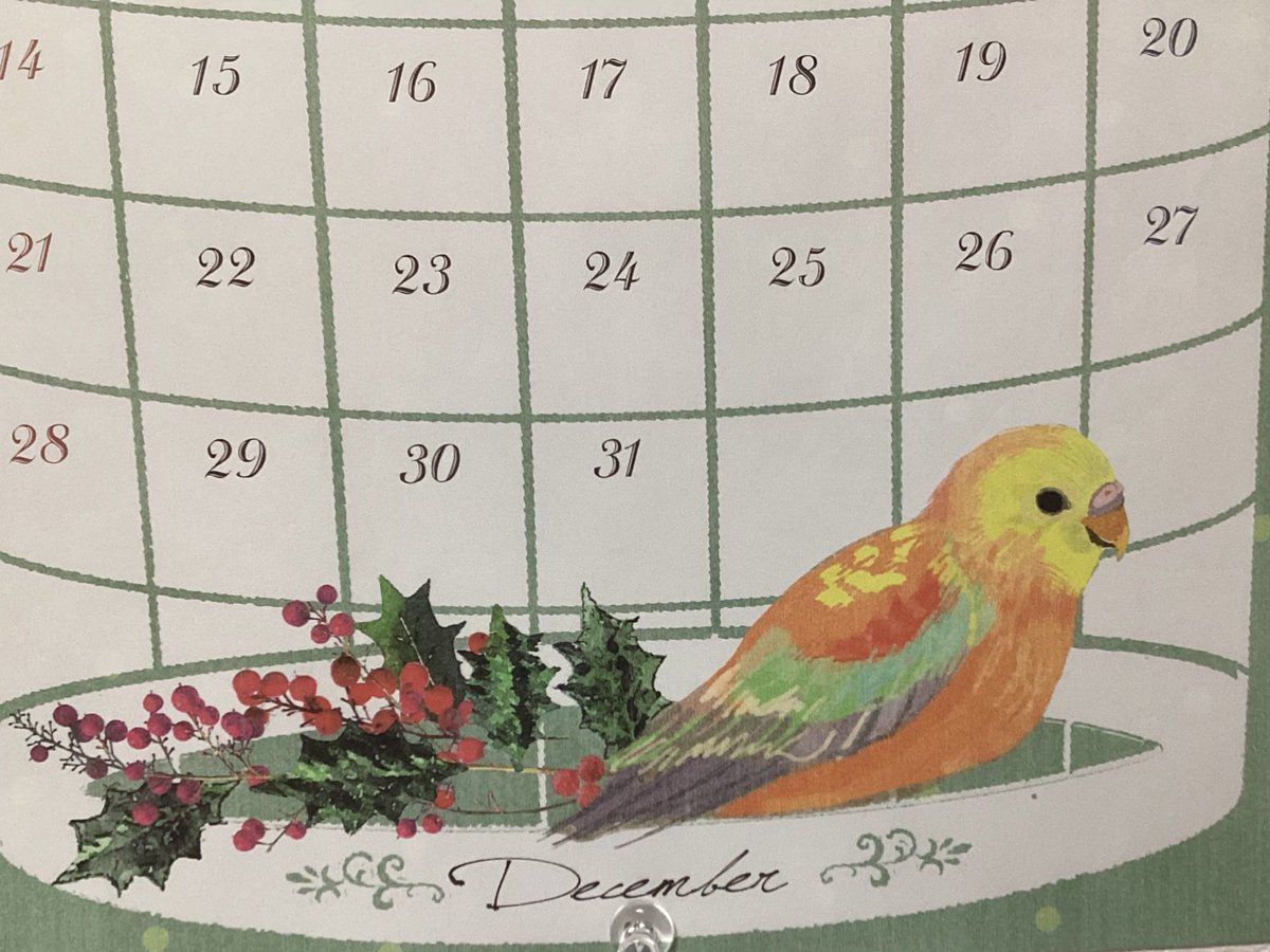 セリアで買ってる鳥カレンダー12月。この子キキョウインコかな？ビセイインコのオレンジかな？画像検索して、どっちも似たような色の配合の子が出てくるんですよー🦜尾羽が長かったらビセイインコ決定なんだけど鼻の形が違うような〜とうちのビセイと見比べております😌来年のもスタンバイOKです⭐️