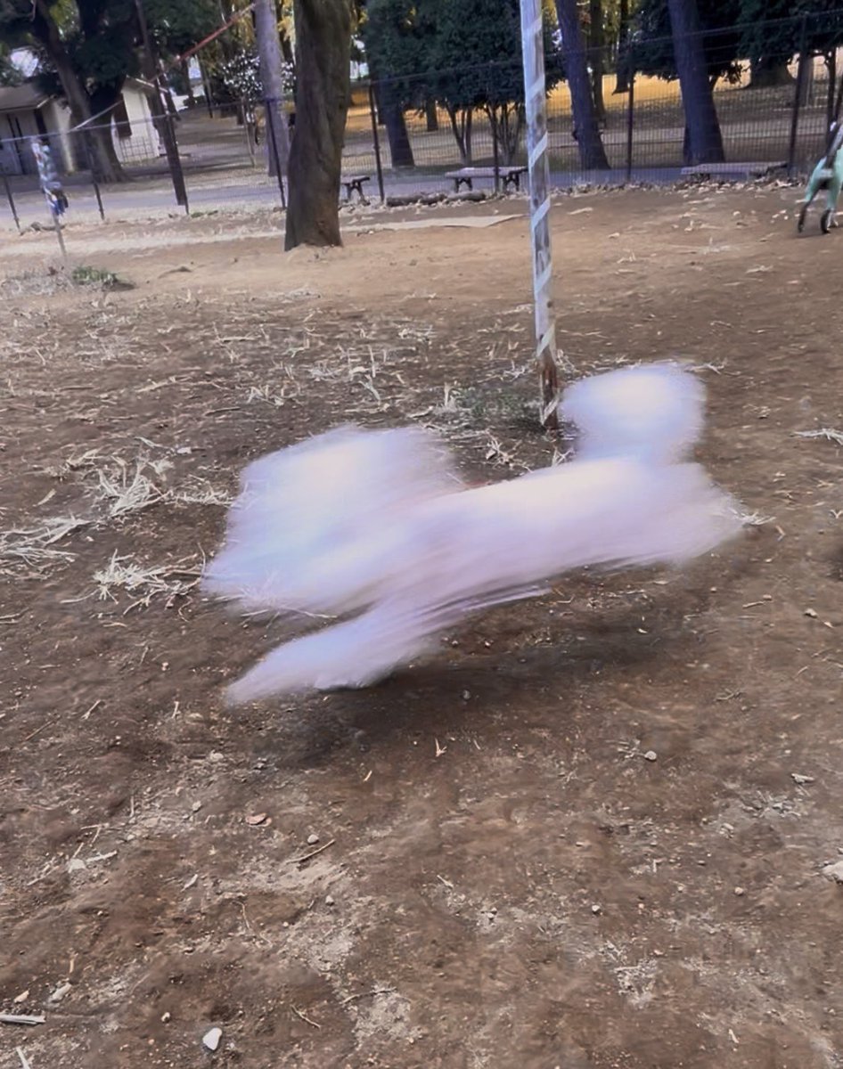 papoter_dog's tweet image. ドッグラン