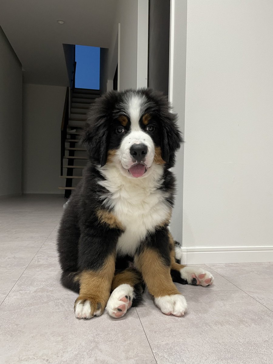 バーニーズもこんな座り方するよ