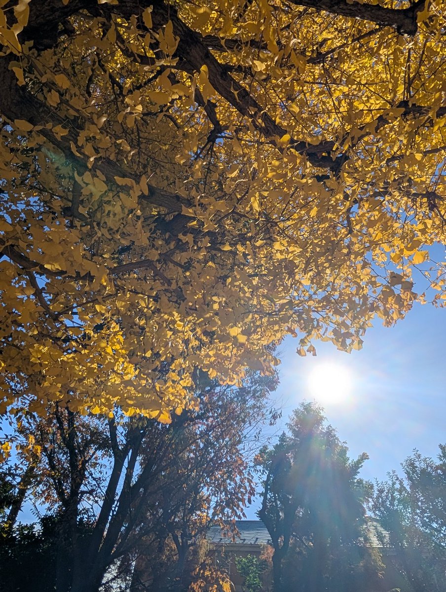 mg_gr_'s tweet photo. 気分転換に公園で作業！

火が出るとちょうどいい心地よさで作業捗る！

やるぜ！ https://t.co/MYvIzLtdsN