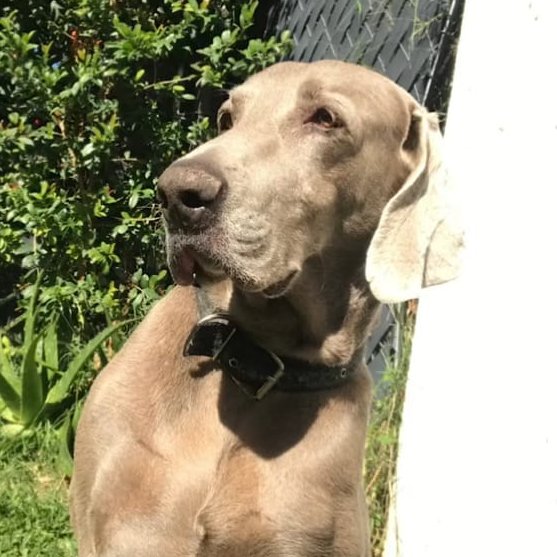 “La constelación Kaereth”
Kaereth, Aquel que caminaba junto al fuego.

Viejo amigo,
Hace poco recordaba nuestro tiempo juntos.
Recuerdo la última vez que pude verte...
Regresé a Ilharan, y ahí estabas, acostado junto a mi trono.
Cansado. Triste.

Entonces lo supe.
Lo sentí con