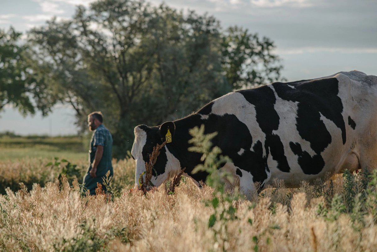 tiras_corner's tweet image. Five Freedoms Dairy has just joined localFoddr - a small, ethical raw-milk dairy in Longmont, Colorado.

They keep calves with their mothers for at least four months, and feed only grass, hay and silage.

Another local supplier supporting their community.
Proud to have them on…