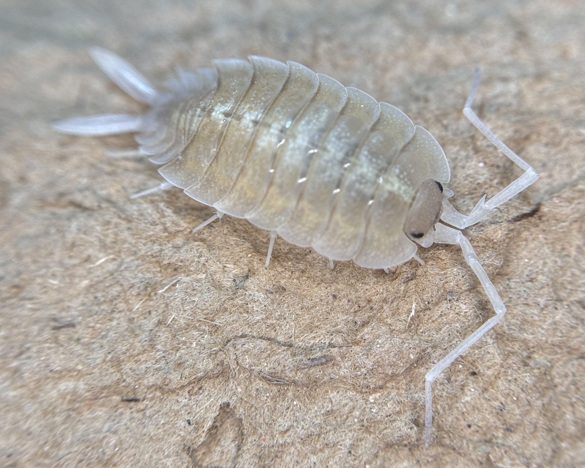 Gecko Cafe Buzzoo.ʕ•̫͡•ʔ♬✧ tweet media