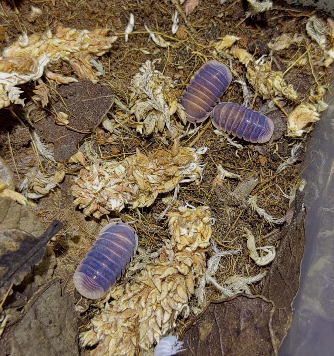 Gecko Cafe Buzzoo.ʕ•̫͡•ʔ♬✧ tweet media