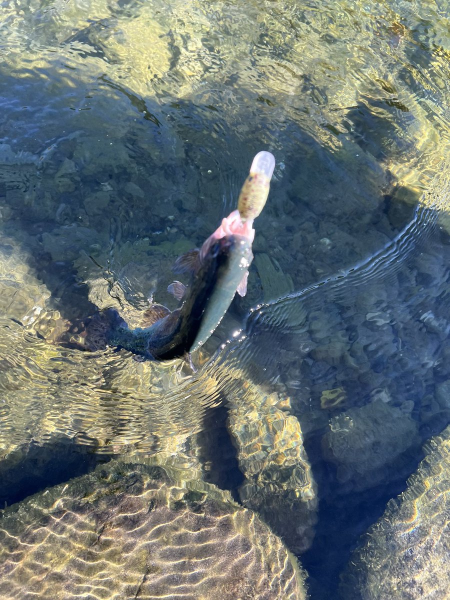 よったん よったん (@yottanntann) / Posts / X