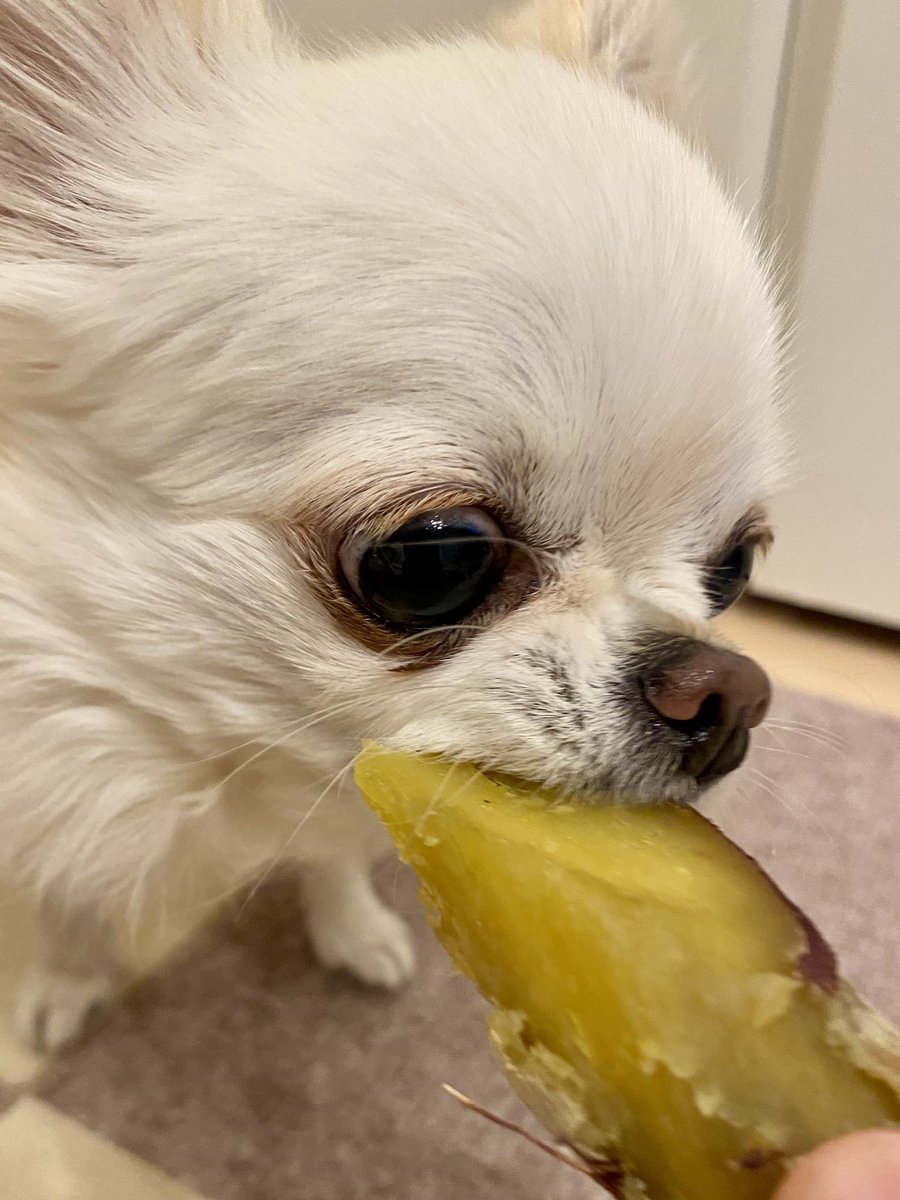 mitsukipapa's tweet image. 今日のワンコ
#チワワ　#犬のいる暮らし
#焼きイモ
#ガブリ