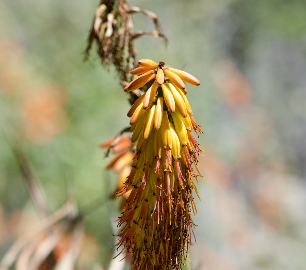 course8cheduler's tweet image. #AlphabetChallenge #WeekVforVowels 
Aloe