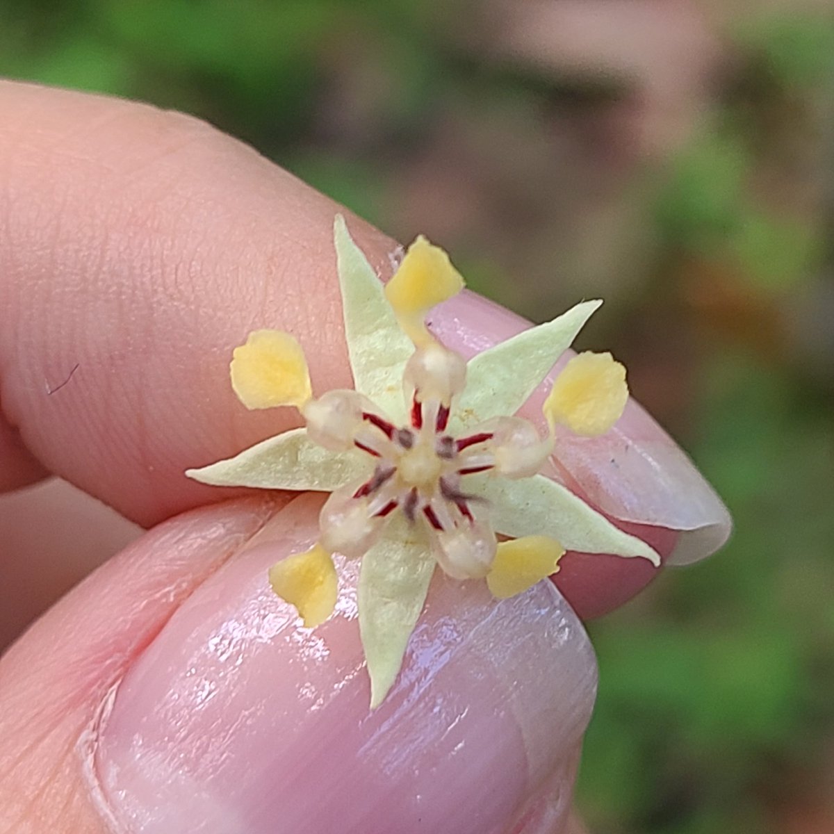 inapbl's tweet photo. La Flor del Cacao https://t.co/OWglmCeVN8