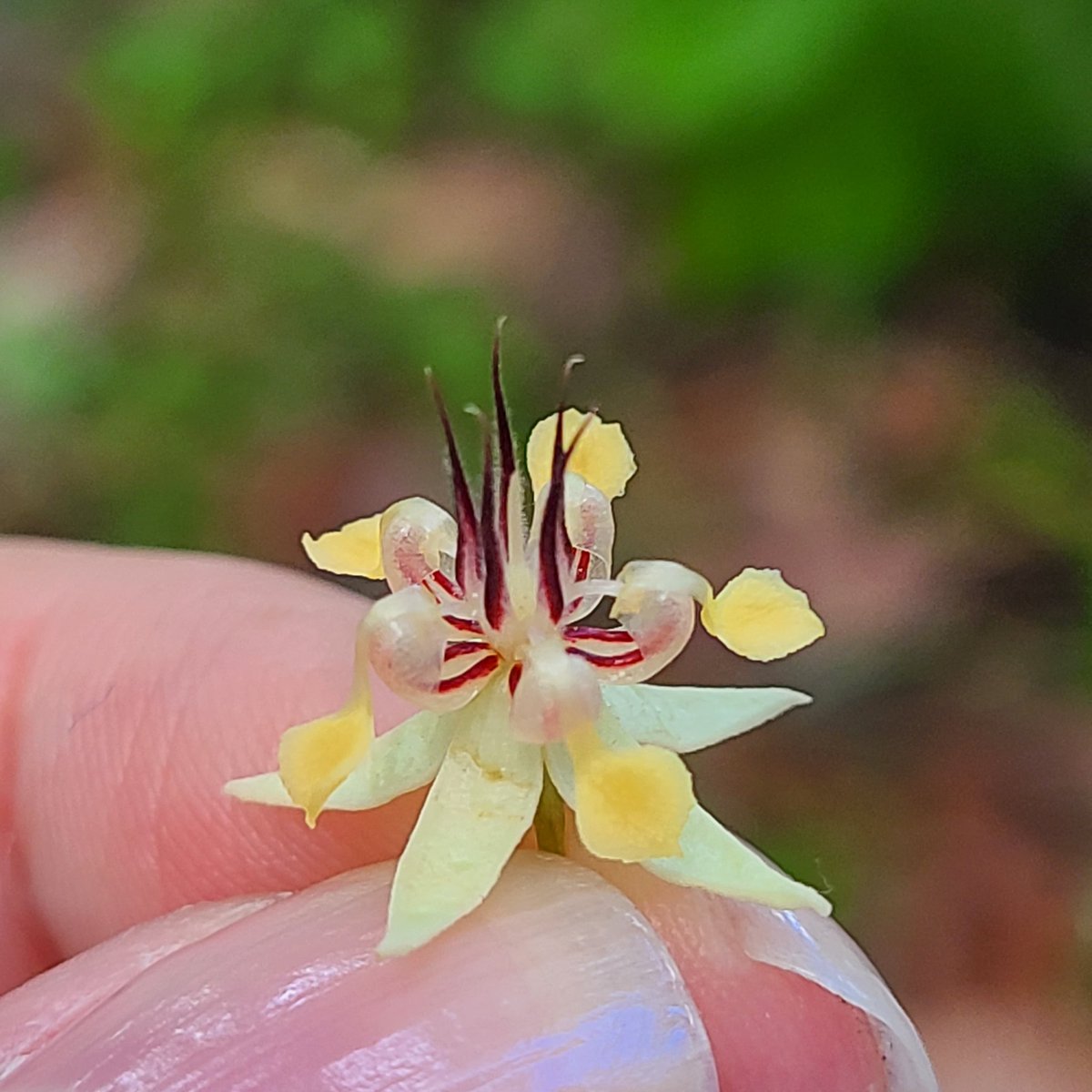 inapbl's tweet photo. La Flor del Cacao https://t.co/OWglmCeVN8