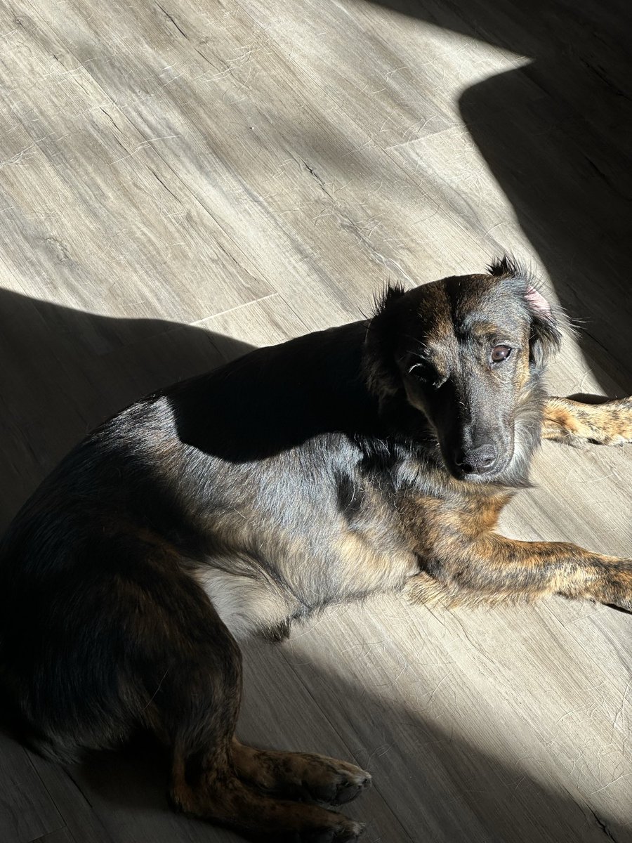 <a href="/vibhu/">vibhu</a> <a href="/solana/">Solana</a> If you fumbled it with the $TRUMP launch don’t fumble it with $SMOL

We are building the American Dogecoin on Solana. 

SMOL will change the world. Bookmark this!