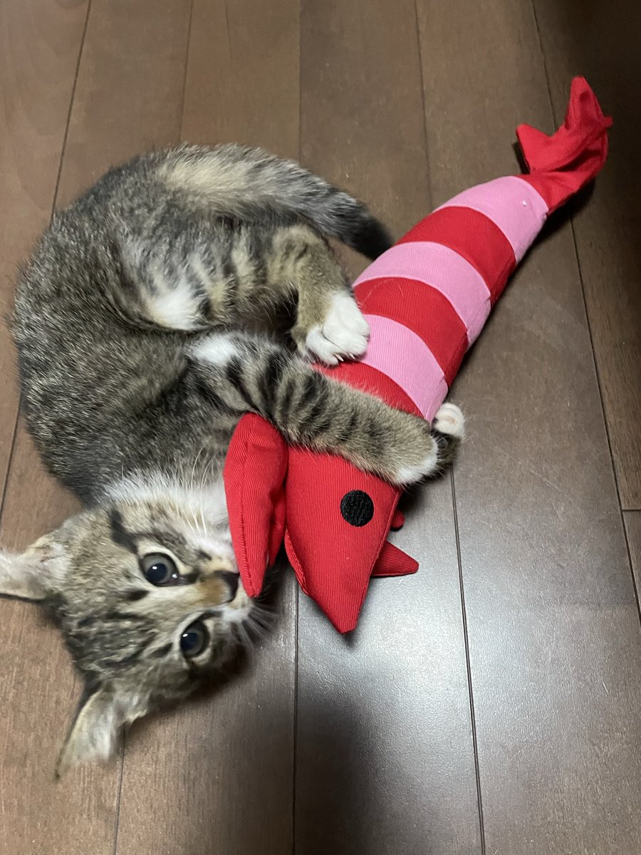 rominyaaan's tweet photo. うちに来て１ヶ月ちょっと経ち
体重が365gから1.2kgになって
いろんな表情を見せてくれて
毎日かわいいくて仕方ない♡♡
これからもすくすく成長し��ね
 #ねこのいる暮らし
 #ねこ好きさんと繋がりたい https://t.co/XluSOFGXQb