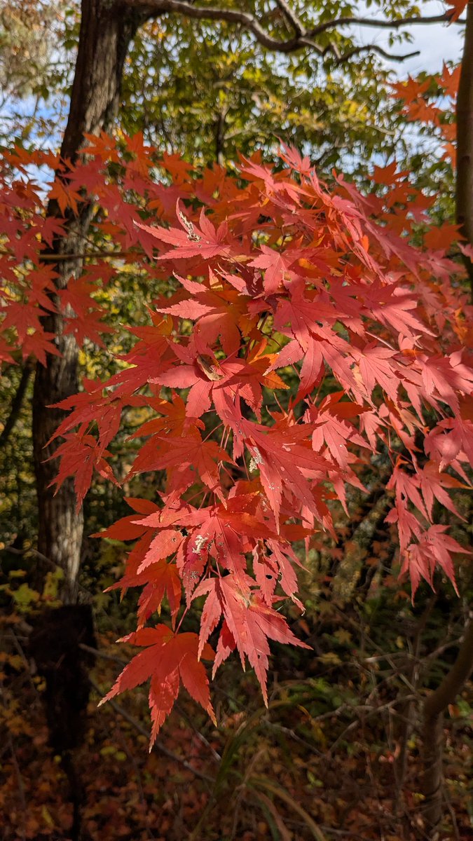 マカロニ (@makaronidoragon) / Posts / X