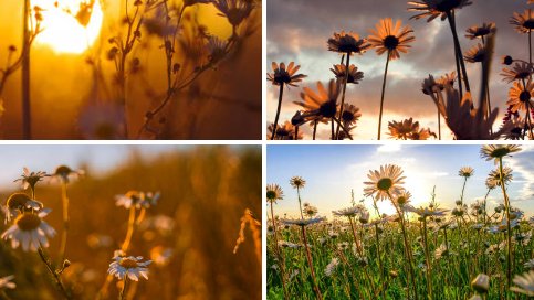 Cherry 2.O tweet media