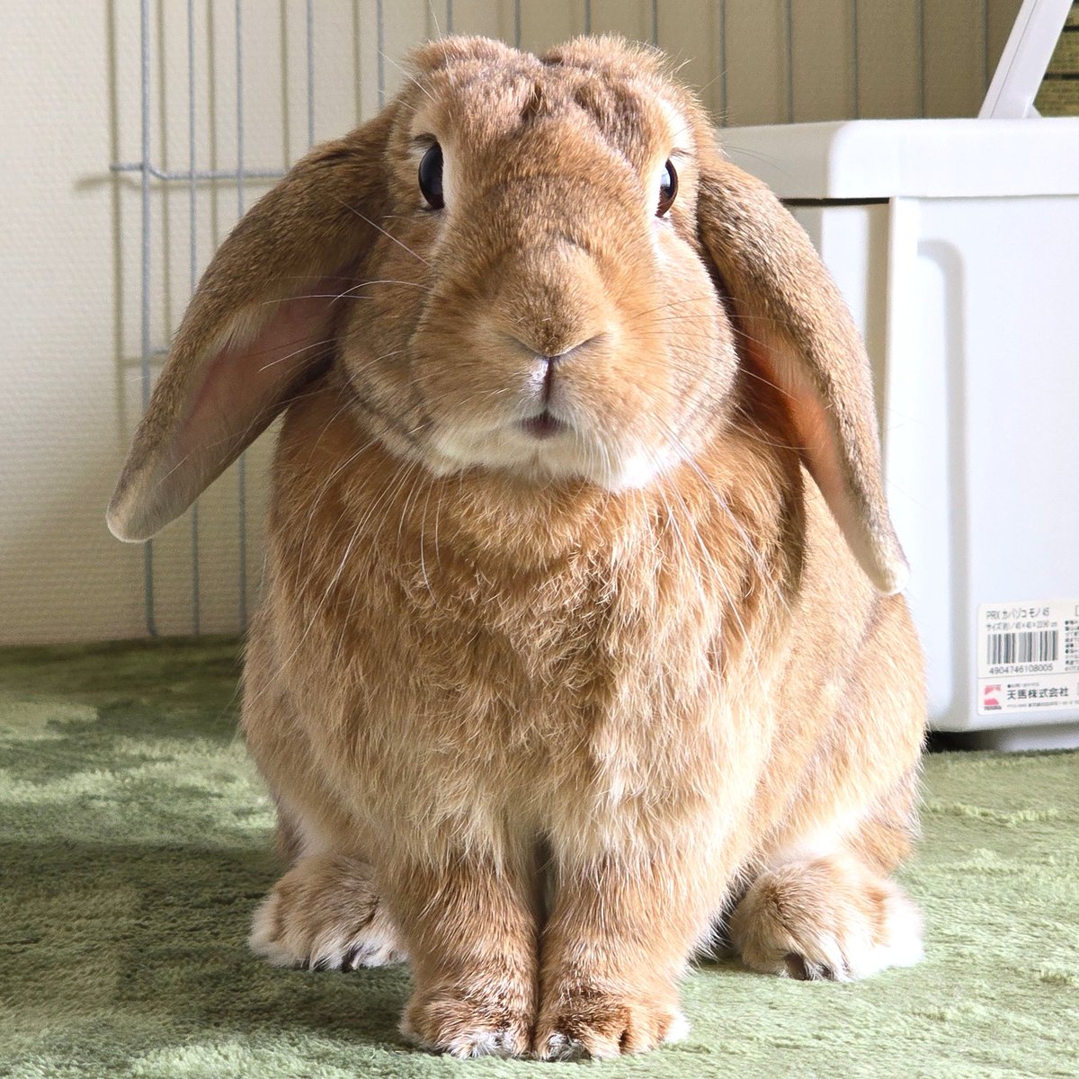 美人さんだね～🐰💞