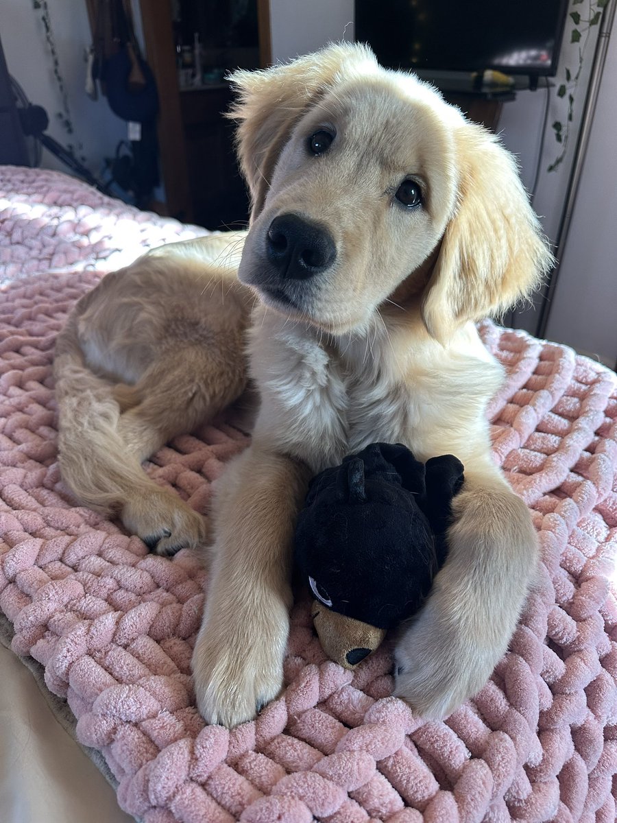 tessdun14's tweet photo. For the love of a dog man my gosh life is so much better with you in it https://t.co/PMRaVh1IIE
