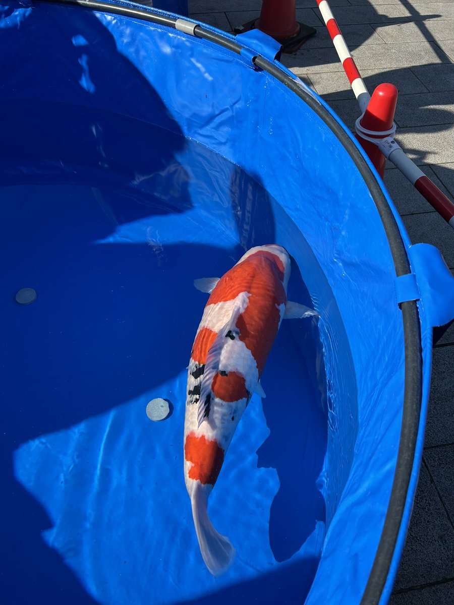 toshio koi info (@KoiToshio) / Posts / X