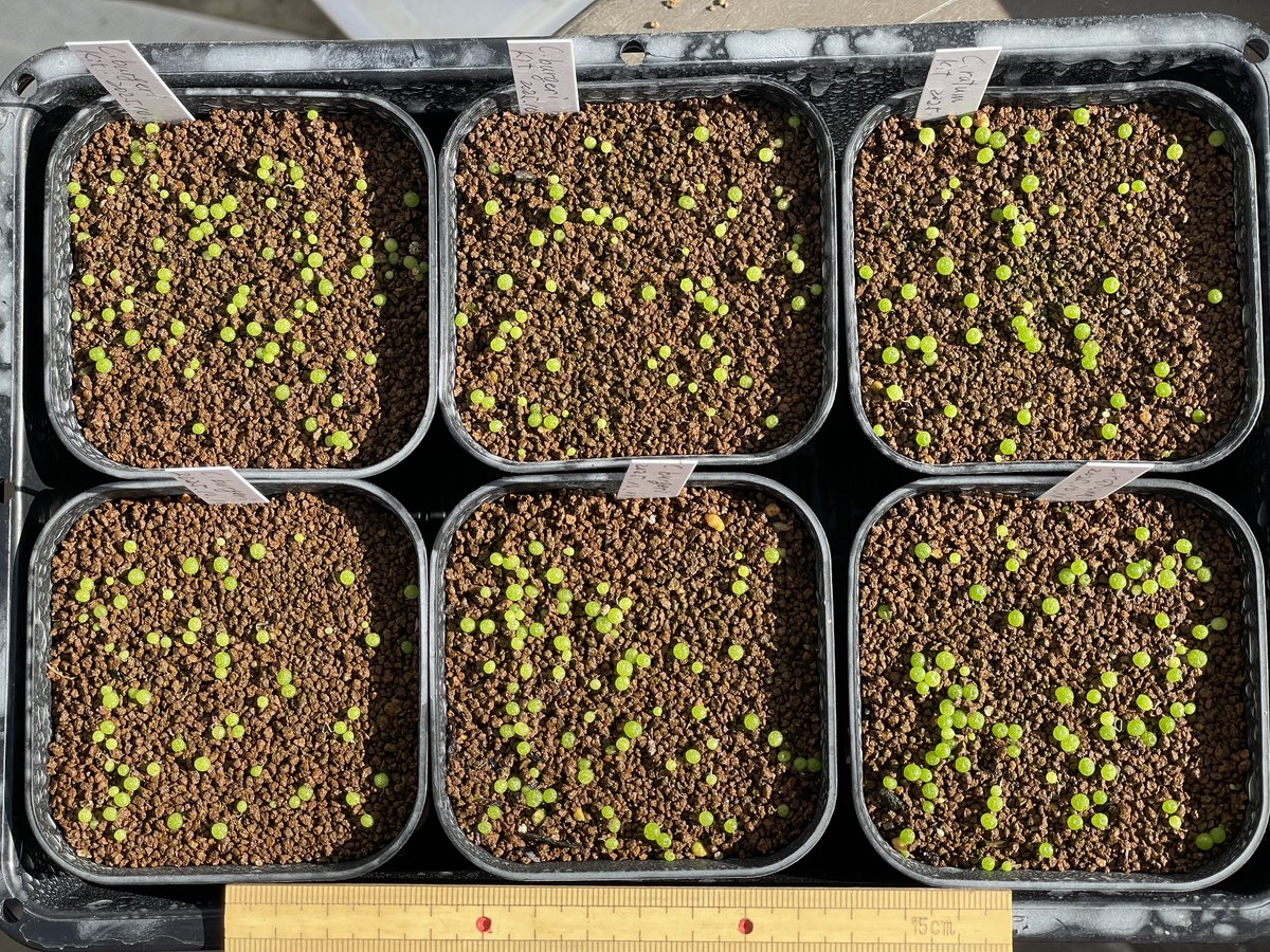 conocono (@Hiro_SUDO) / Posts / X