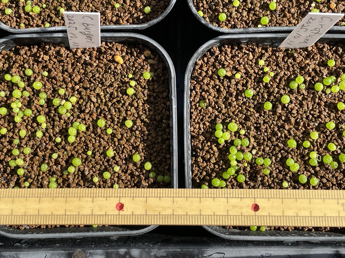 conocono (@Hiro_SUDO) / Posts / X