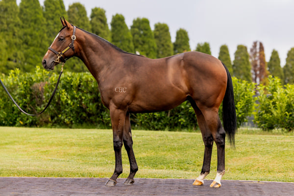 breednet's tweet image. 80k MM Adelaide purchase Eternal Warrior a first SW for Rosemont Stud&apos;s young Extreme Choice stallion Extreme Warrior! breednet.com.au/news/43633/fir… @RosemontStud @vicbreeders @mmsnippets @KennewellRacing @BlueBloodAus @Chinahorseclub