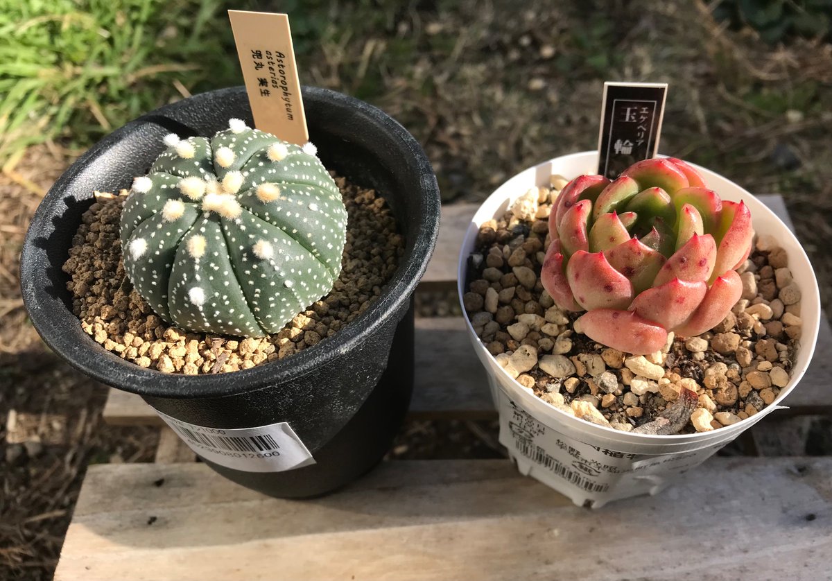 Go_Azarashi's tweet image. 買い物に近くの物産館に…
用を済ませていつもの植物コーナーで良いものを発見したので購入
サボテンのアストロフィツム兜丸(実生)
エケベリア玉輪
ちょっと倒しちゃって本当は今の時期は良くないが、兜丸ちょろっと植え替えるか
#多肉植物 #サボテン #エケベリア