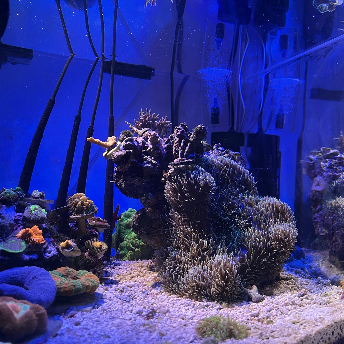 好きを詰めたら、こんな水槽になりました😍