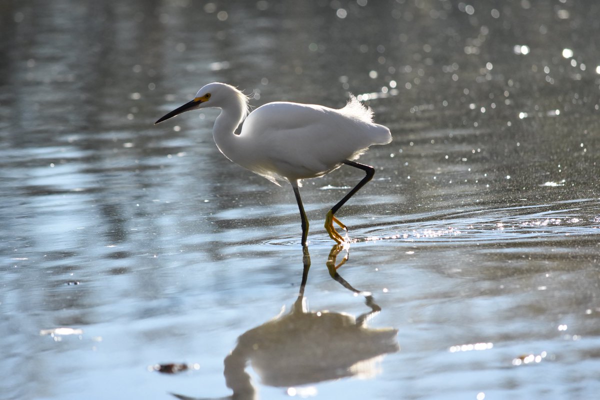 course8cheduler's tweet image. #AlphabetChallenge #WeekVforVowels 
Egret