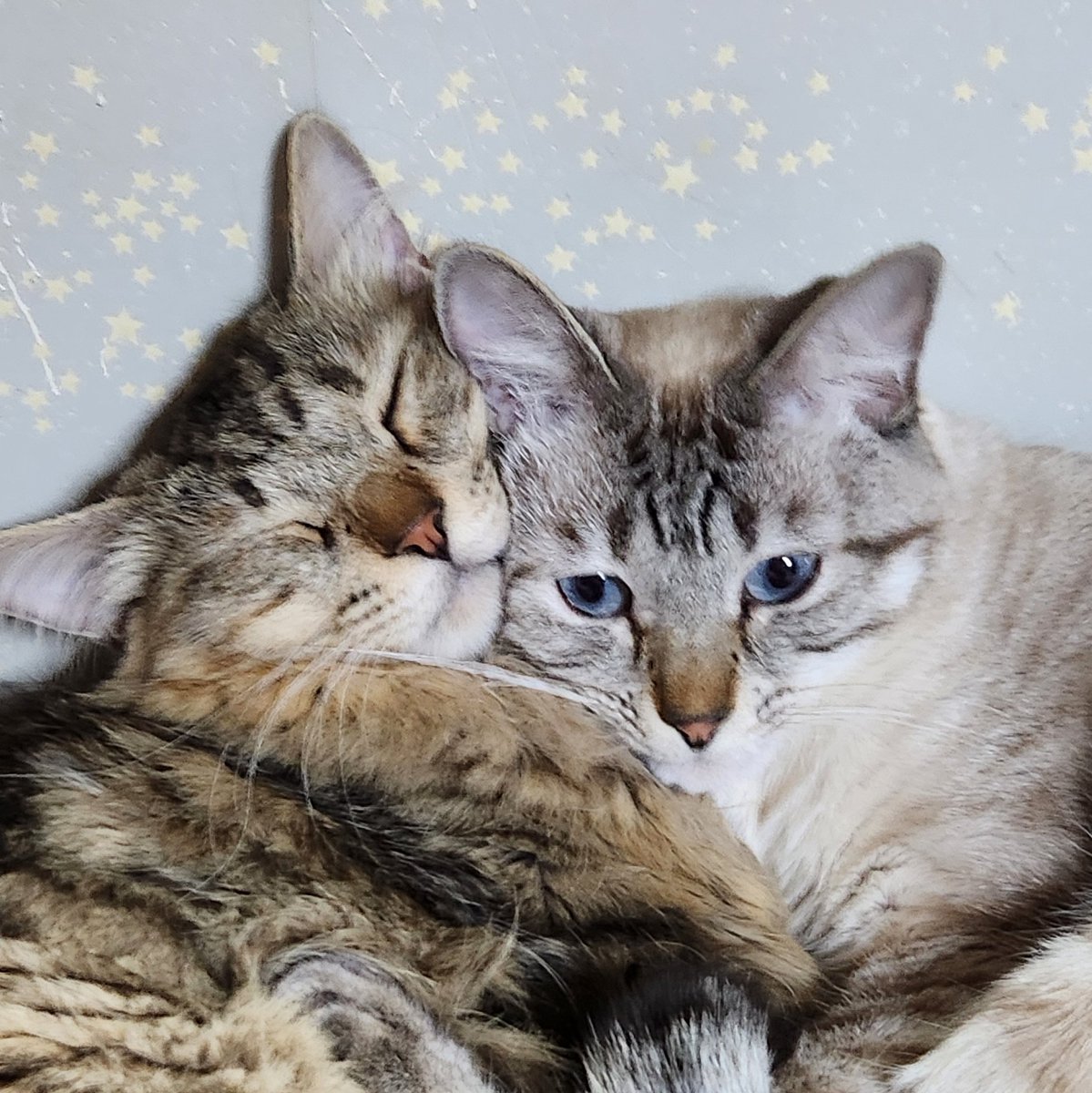 睦月二夜 (@WASSgwPMWIogh0e) / Posts / X