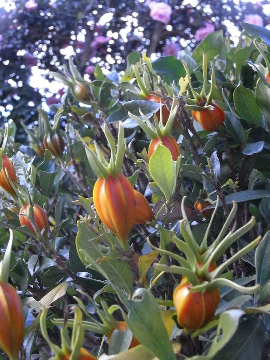 sora (@sora77049508) / Posts / X