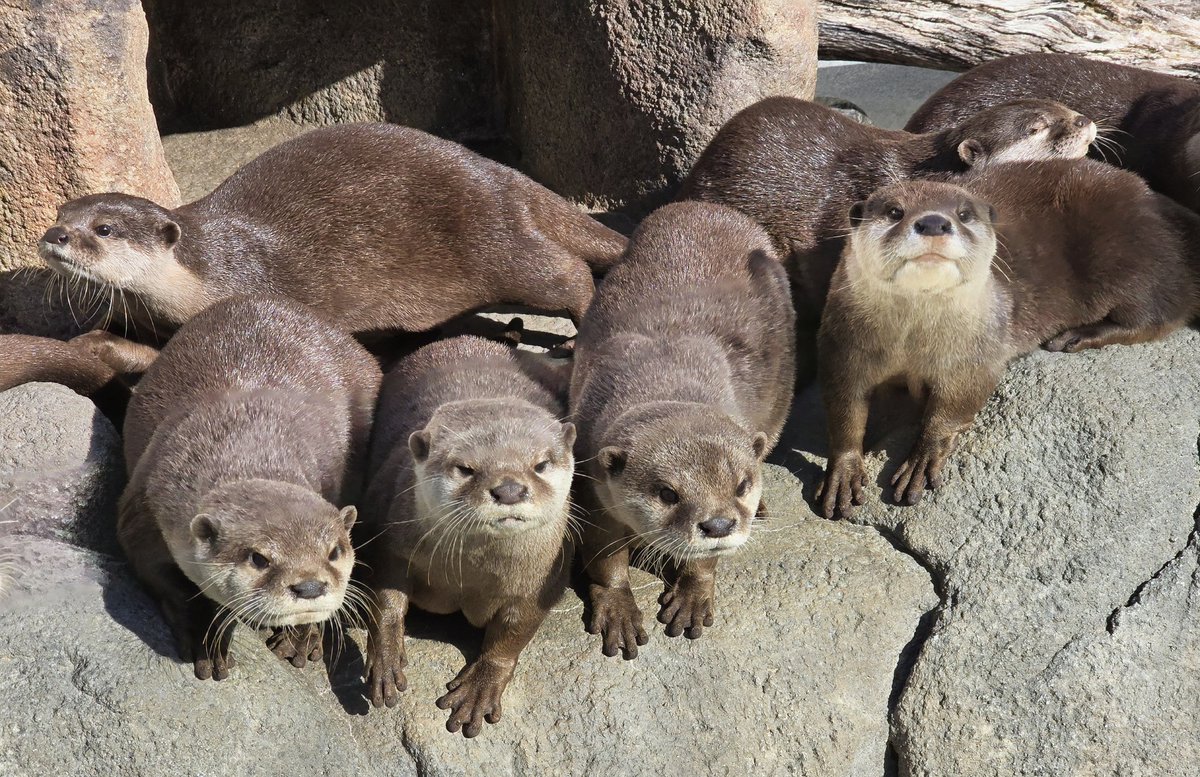 かわうそ(・ᴥ・) (@iF9kOxq2miU6JaD) / Posts / X