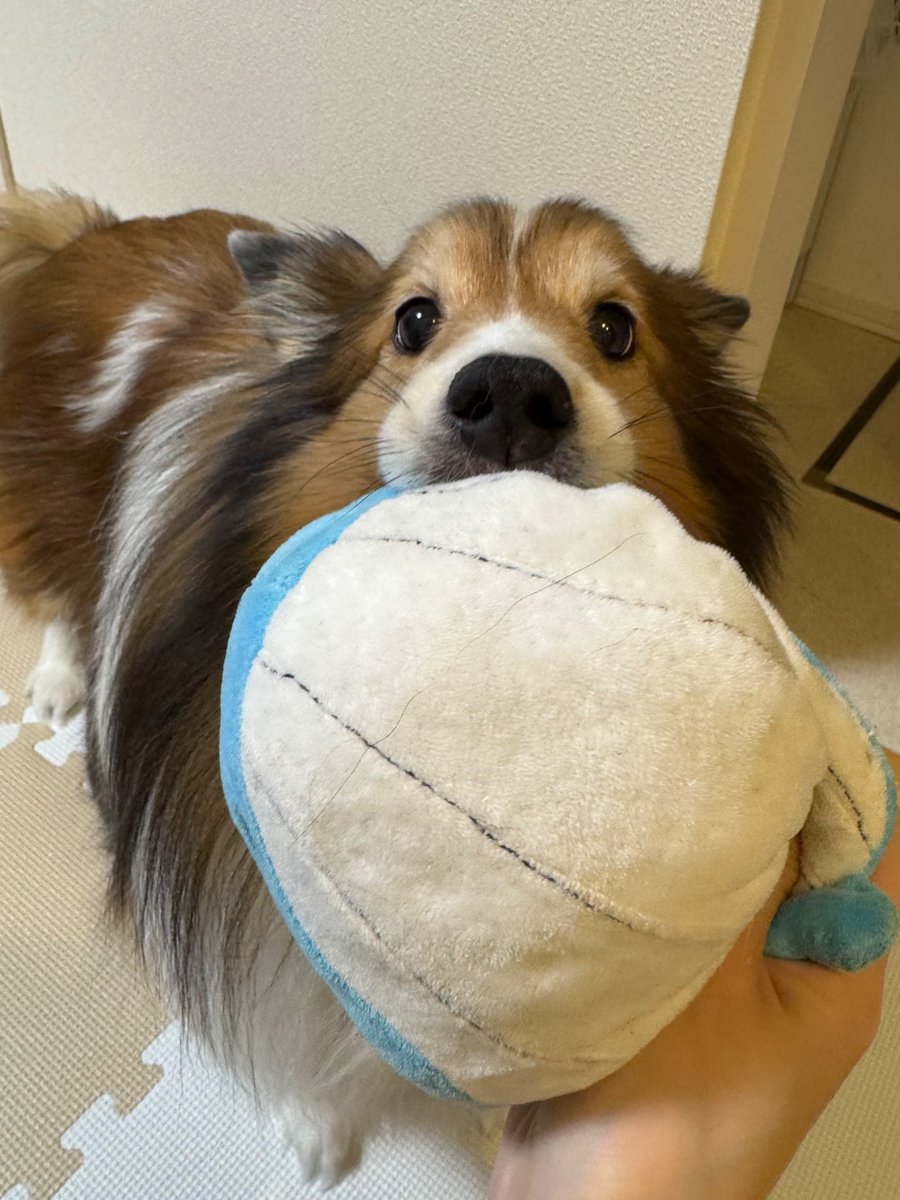 耳ペコアザラシ