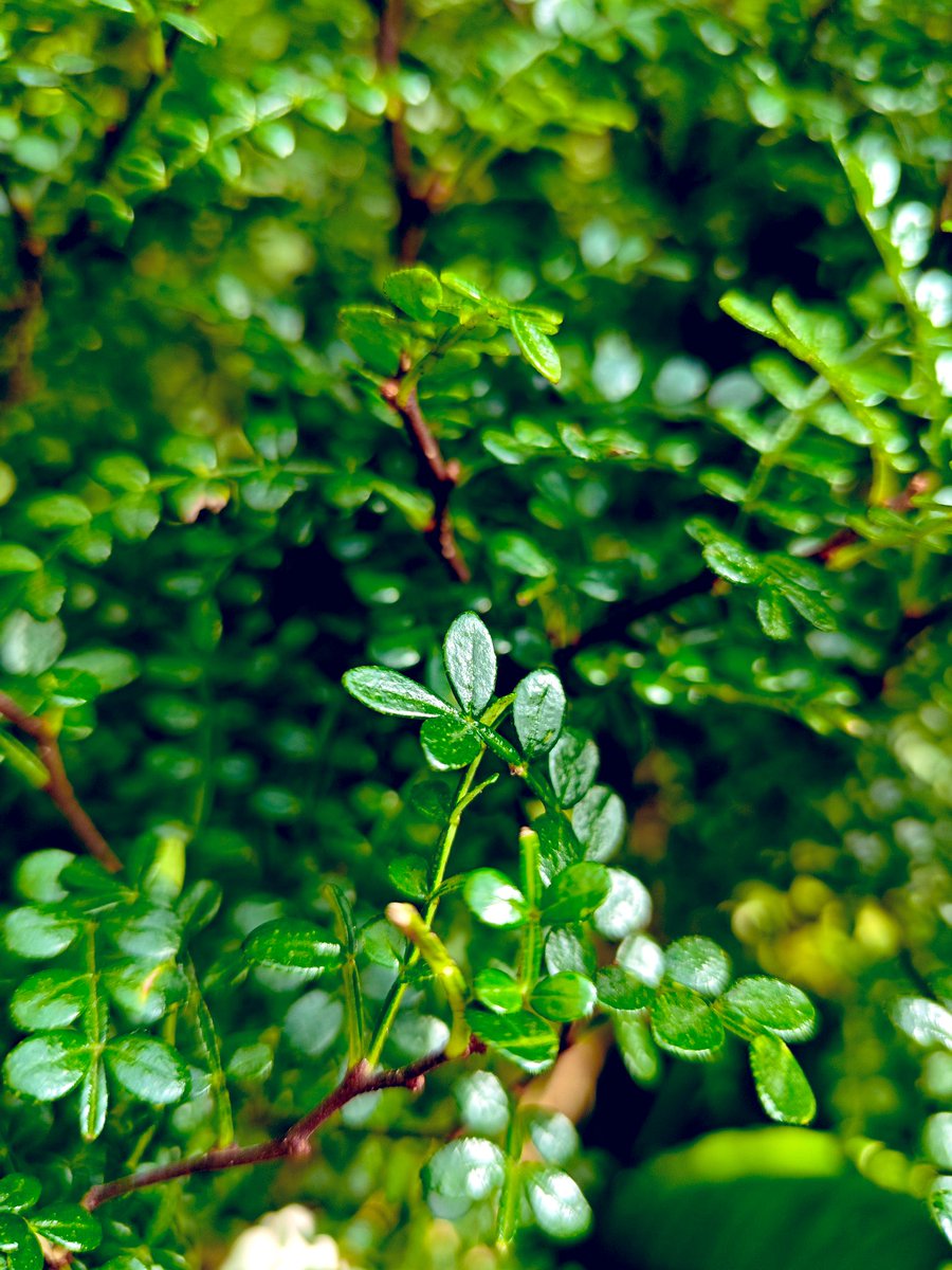 david_andrew123's tweet image. Plants in the greenhouse
